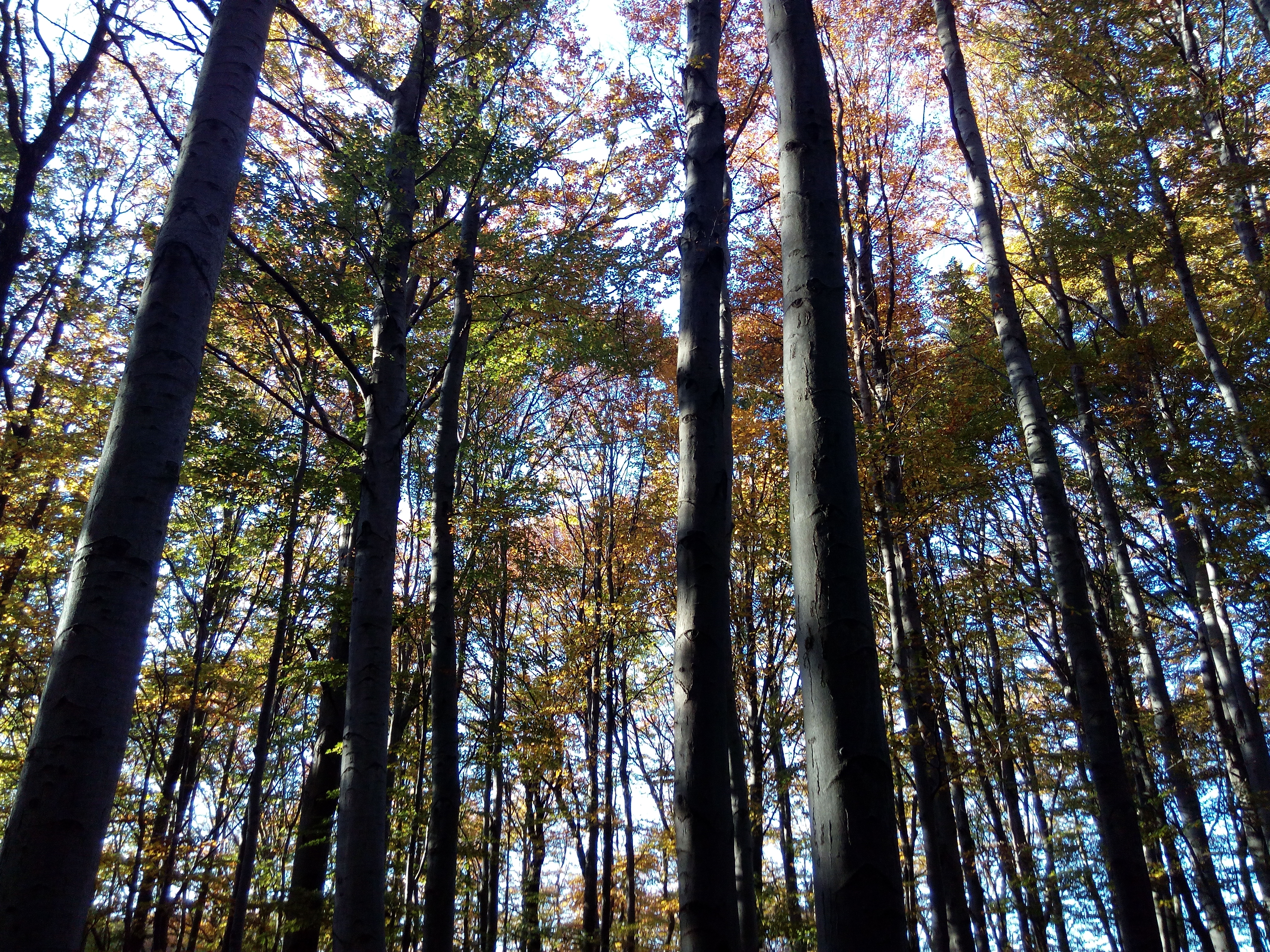 klimafitter wald